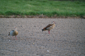 Egyptian Goose on the field