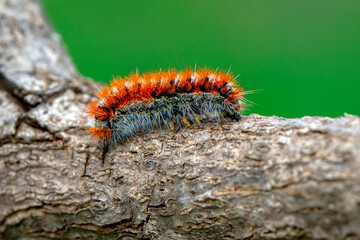 Macro shots, Beautiful nature scene. Close up beautiful caterpillar of butterfly  