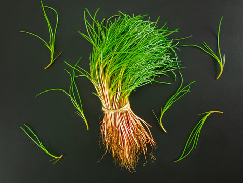 Bunch of fresh agretti (salsola soda) on black background. Seasonal spring vegetable of mediterranean cuisine. This plant is also known as opposite-leaved saltwort, barilla plant or barba di frati.