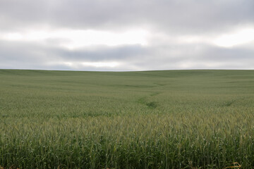 Huge field of green wheat plantation in the state of Parana, Brazil, on a cloudy sky day.