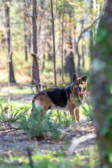 german shepherd in the forest close up
