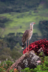 Siriema - bird with long legs (Aiuruca, MG, Brazil)