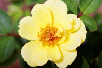 beautiful yellow rose