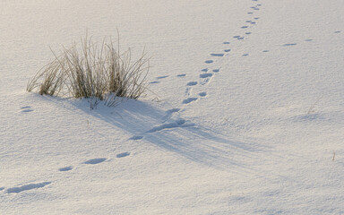 Czech winter landscape, details, Czech Republic, Pilsen region