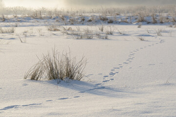 Czech winter landscape, details, Czech Republic, Pilsen region