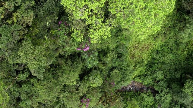 Aerial top view zooming in at a canopy with different tree species and patches of purple flowers between the many shades of green