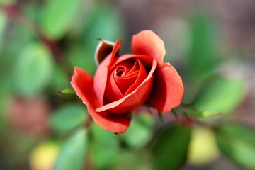 beautiful red rose