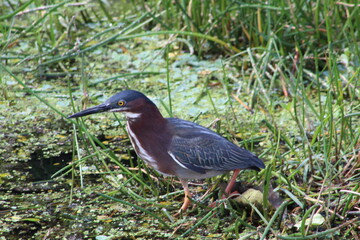 Green heron aka Butorides virescens in the swamp