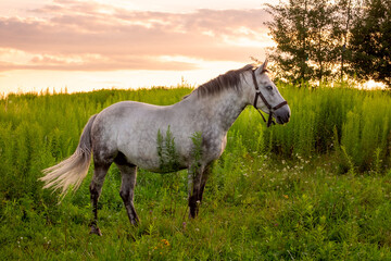 Portrait of a grey-white beautiful horse in summer in green leaves at sunset light