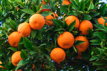 A big branch with oranges