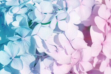 Texture of Hydrangea flowers in nature with soft focus, macro. Delicate floral background in light blue and pink pastel colors.