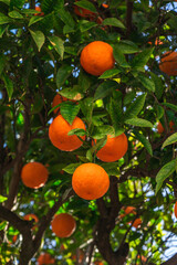 Underneath an orange tree filled with oranges