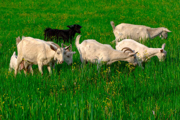 Naklejka na ściany i meble Beautiful goats grazing in the meadow