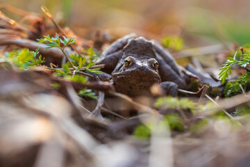 Beautiful frog Common Frog - Rana arvalis sitting in a leaf. The frog has distinctive eyes.