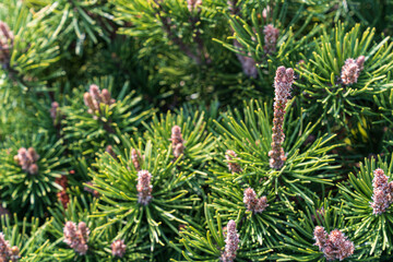 A close-up of coniferous evergreen shrubs.