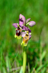 Ophrys tenthredinifera or bee flower orchid