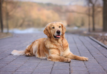 portrait of Golden retriever dog sitting on the road in the forest in spring and autumn