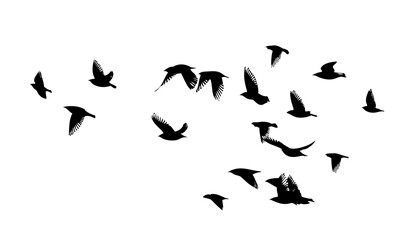 Obraz na płótnie Canvas A flock of flying birds. Vector illustration