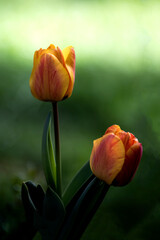 elegant couple tulips with bokeh on background