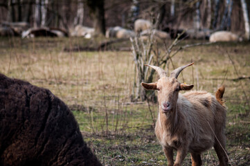 Brown Goat 