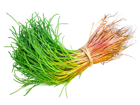 Bunch of fresh agretti (salsola soda) isolated on white background. Mediterranean food. This plant is also known as opposite-leaved saltwort, barilla plant or barba di frati. Cut out, clipping path.
