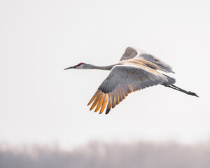 Sandhill Crane