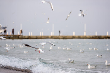 A flock of ivory seagulls walks on the sand of the beach, collects bread crumbs, fly, swim in the sea ocean