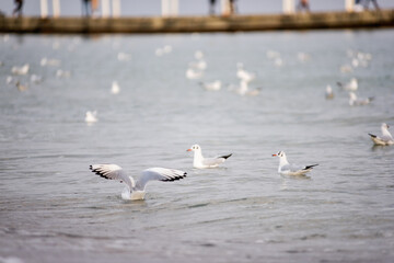 A flock of ivory seagulls walks on the sand of the beach, collects bread crumbs, fly, swim in the sea ocean