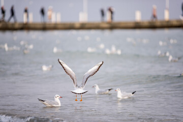 A flock of ivory seagulls walks on the sand of the beach, collects bread crumbs, fly, swim in the sea ocean