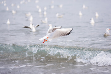 A flock of ivory seagulls walks on the sand of the beach, collects bread crumbs, fly, swim in the sea ocean