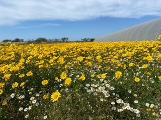 Detail of daisies in a sunny day in Esposende, Portugal. Shot during spring time.