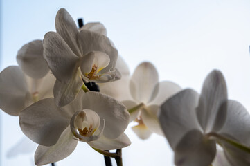 Weiße Schmetterlingsorchidee als dekorative Zimmerpflanze mit Textfreiraum