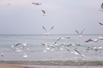 A flock of ivory seagulls walks on the sand of the beach, collects bread crumbs, fly, swim in the sea ocean