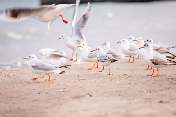 A flock of ivory seagulls walks on the sand of the beach, collects bread crumbs, fly, swim in the sea ocean