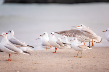 A flock of ivory seagulls walks on the sand of the beach, collects bread crumbs, fly, swim in the sea ocean