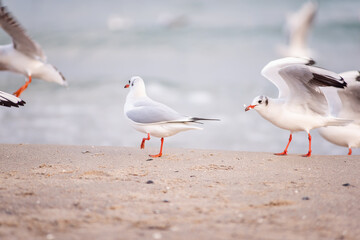 A flock of ivory seagulls walks on the sand of the beach, collects bread crumbs, fly, swim in the sea ocean