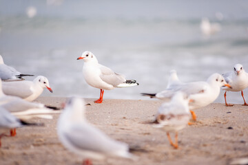 A flock of ivory seagulls walks on the sand of the beach, collects bread crumbs, fly, swim in the sea ocean