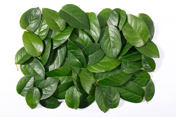 Green leaves arrangement on white background, frame made of fresh leaves