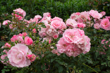 pink roses in garden