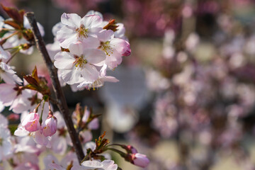 A close-up of the flowering branches of ornamental shrubs.