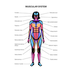 Human muscular system