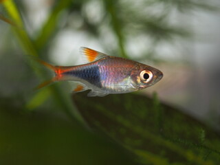 Rasbora Heteromorpha