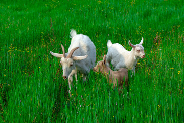 Beautiful goats grazing in the meadow
