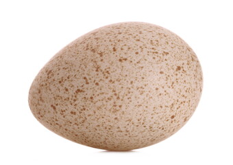 Turkey egg isolated on white background