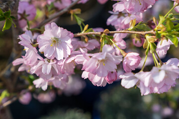 A close-up of the flowering branches of ornamental shrubs.