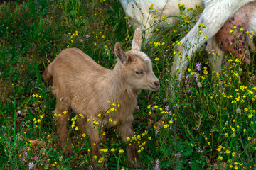 Beautiful goats grazing in the meadow