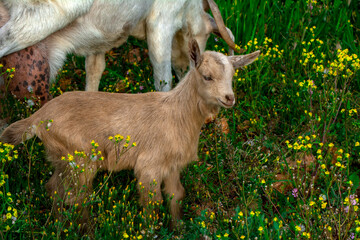 Beautiful goats grazing in the meadow