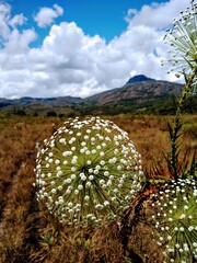 Minas Gerais