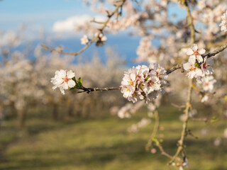 A field of blossoming almond trees. Shallow depth of field