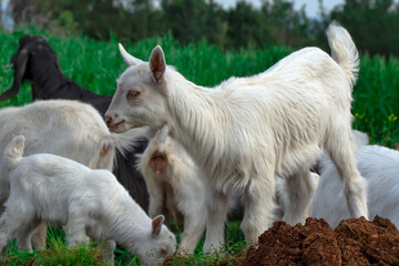 Naklejka na ściany i meble Beautiful goats grazing in the meadow